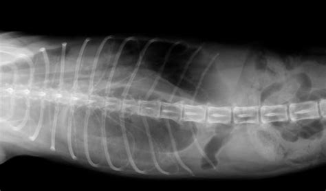 Diaphragmatic Hernia In Dogs Petcoach