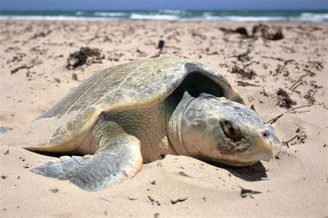 Kemps Ridley Sea Turtles Padre Island National Seashore Us