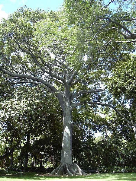 Kapok tree (Ceiba), the national tree of Puerto Rico ...