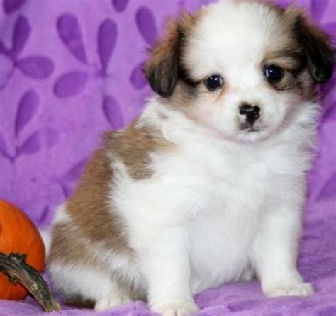 Rose Cavapom Puppy For Sale Handmade Michigan