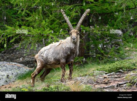 Roe Capricorn Animal Ibex Mountain Nanny Goat Cloven Hoofed Animal