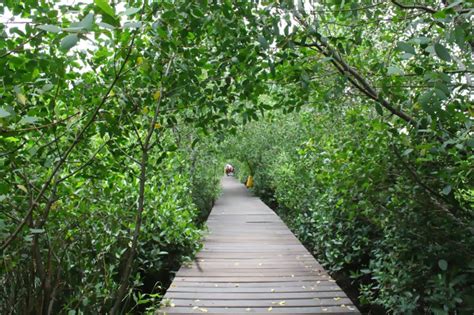 Forest Menikmati Rimbunnya Hutan Mangrove Wonorejo Di Surabaya