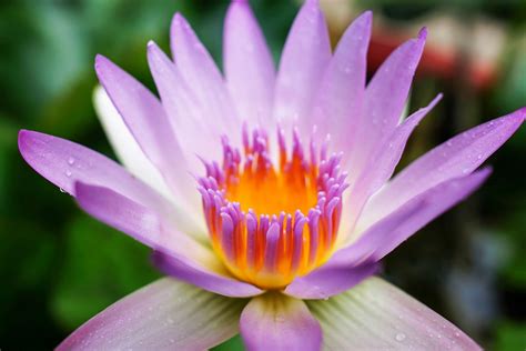 Lotus Flower Beautiful High Quality Hd Wallpapers All Hd Wallpapers