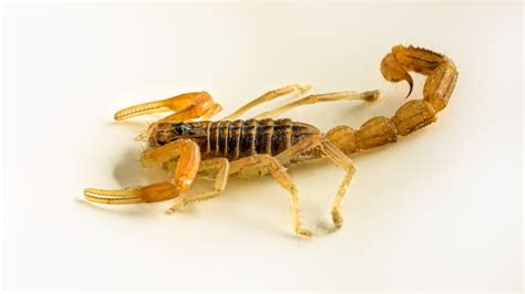 Scorpions The Bug Guy Pest Control Okc