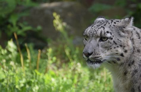 2048x1345 2048x1345 Beautiful Pictures Of Snow Leopard