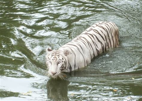 White Tiger Swimming Stock Image Image Of Habitat Endangered 25850653
