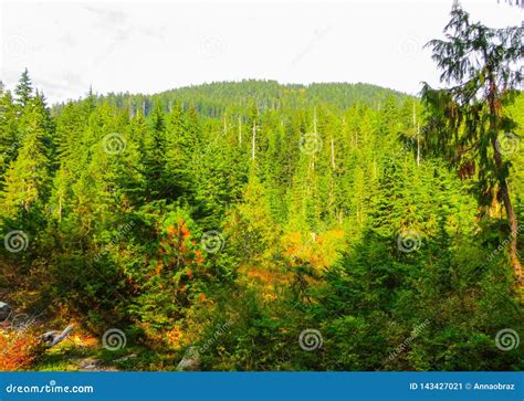 Mountain Rivers In The Forests Near Vancouver September 2014 Stock