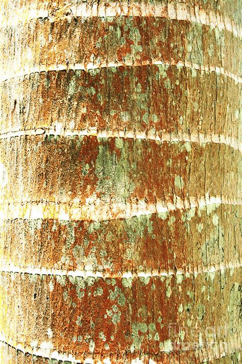 Coconut Palm Bark 2 Photograph By Brandon Tabiolo Printscapes