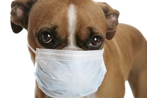 Vaccine Resistant Kennel Cough Archives 3milliondogs