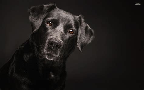 Black Lab Wallpaper 44 Images