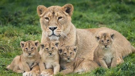 What Names Would You Give To These Lion Cubs Cbbc Newsround