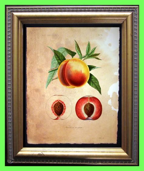 Vintage Peaches Art Print Fruit Peach Art Print On Tea Stained Etsy