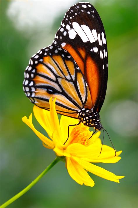 All Sizes Butterfly Flickr Photo Sharing Butterfly On Flower