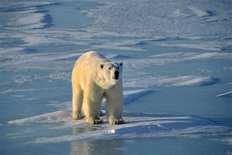 How Long Do Polar Bears Live Discover The Polar Bear Lifespan With