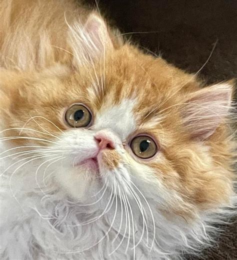 Exotic Longhair Persian Kittens For Sale Texstar Exotics