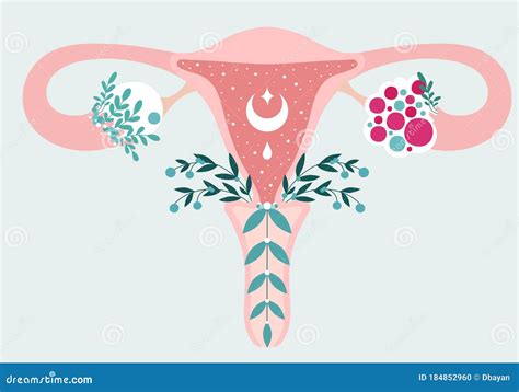 Schema Anatomico Dellutero Nei Fiori Diagramma Del Sistema