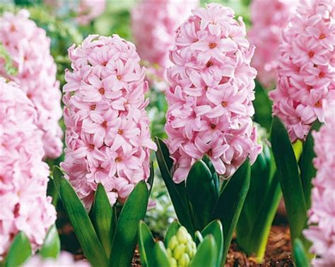 Attention The Season Of Hyacinthus Pot Plant Is Over