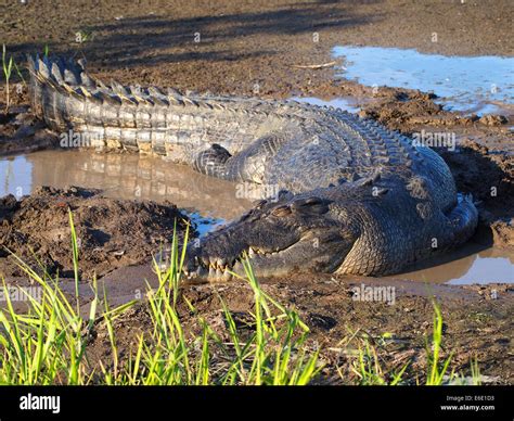 Estuarine Saltwater Crocodile Crocodylus Porosus Stock Photo Alamy