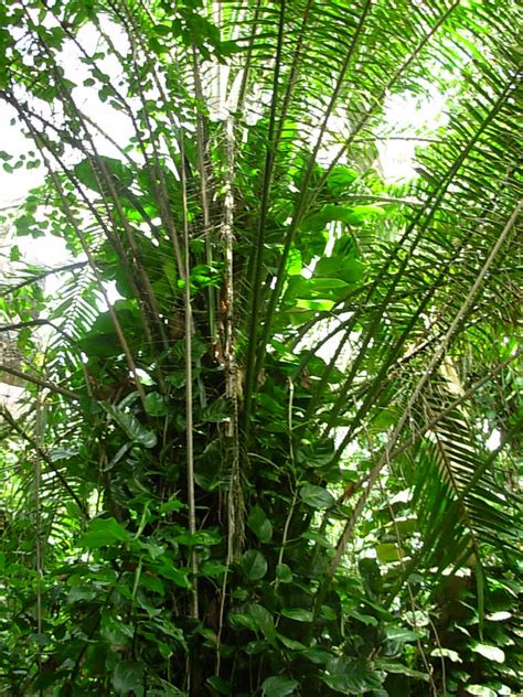 Tropical rainforests are found in a tropical belt around the equator where annual temperature and precipitation are high. Rainforest: What Is A Rainforest Biome