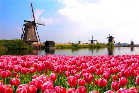 Wiatraki Kanał Pole Tulipanów Holandia Tulips Dutch Windmills