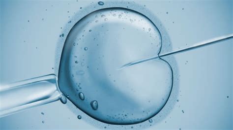In Vitro Fertilization Ivf Explained Austin Fertility And Reproductive Medicine