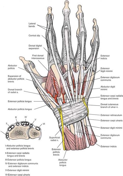 Left Wrist Anatomy