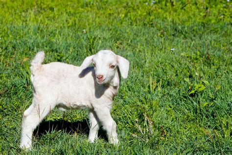 Young White Miniature Goat Kid Standing In Grassy Paddock Stock Image