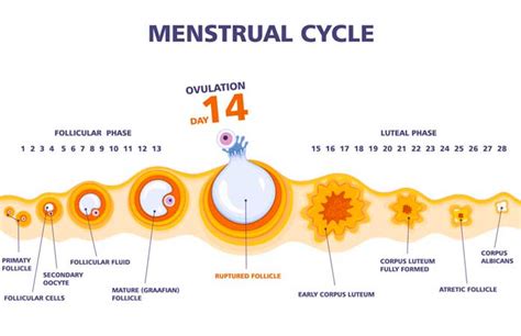 Menorrhagia And The Health Risks Of Heavy Periods New Life Ticket