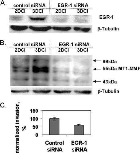 Egr1 Gene Silencing Blocks Collagen Induced Mt1 Mmp Expression And Download Scientific Diagram