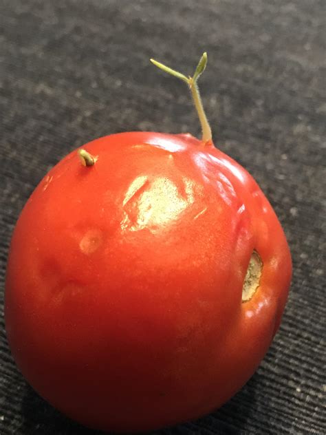 This Tomato Sprouting From The Inside Of It Rmildlyinteresting