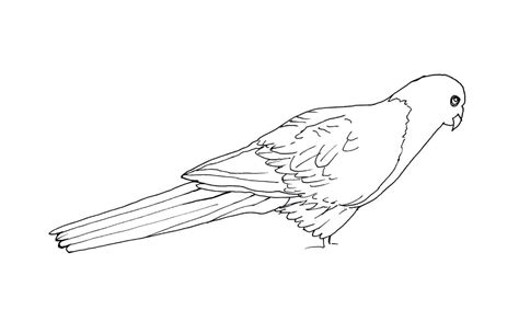 Parrot Coloring Pages For Kids Animal Place