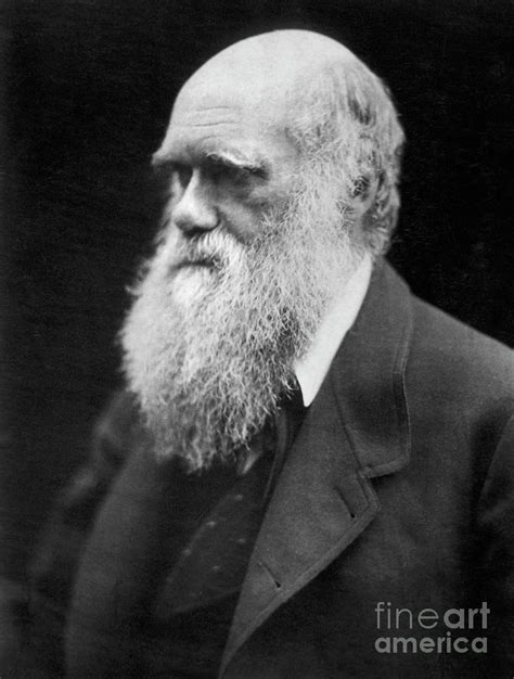 Portrait Of Charles Darwin Photograph By Bettmann Fine Art America
