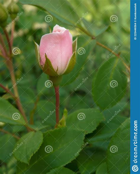 Pink Rose Flower Rosebud On A Green Background In The Garden Stock