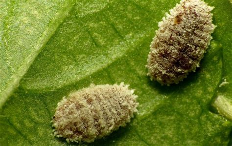 How To Get Rid Of Mealybugs Naturally Ultimate Guide Defiel