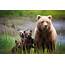 Alaska Bears & Landscape