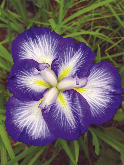Iris Ensata Gusto Un Iris Du Japon à Grandes Fleurs Bleues Et Blanches