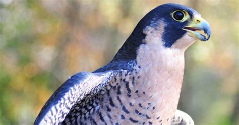 Facts About Peregrine Falcons In The Adirondacks