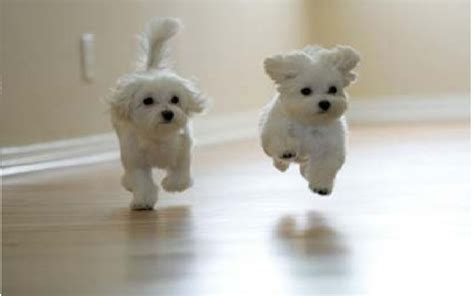 Funny Dogs Running Download Cute Dog Wallpapers Windows Mode