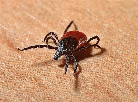 Ticks In Cats Symptoms And How To Remove Them Pet Lifey