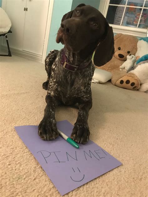 Dixie The Gsp Dixiememes Gsp Puppies Pointer Puppies Pointer Dog