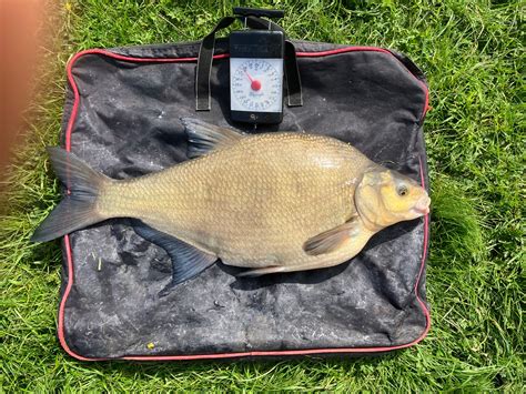 A massive 161lb of Bream(biggest 11lb.2oz) - Yeovil & Sherborne Angling