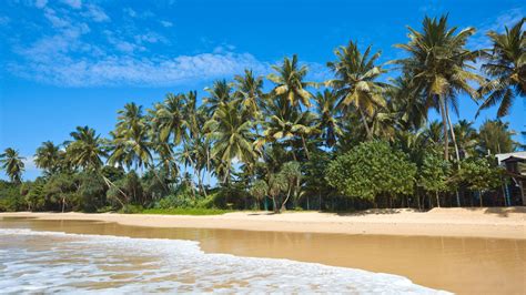 Maldives Tropical Beach Palm Trees 4k Tropical