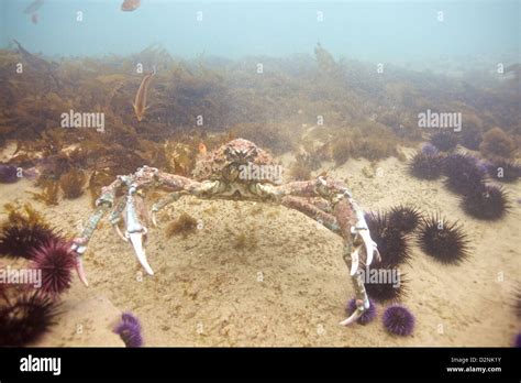 A California Spider Crab Confronts An Invader Stock Photo Alamy