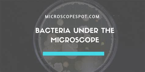 Bacteria Under The Microscope Microscope And Laboratory