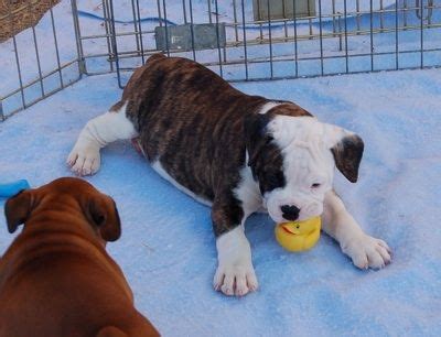English bulldog male puppies available. valley bulldog | Valley bulldog, Bull boxer, Dog breeds pictures