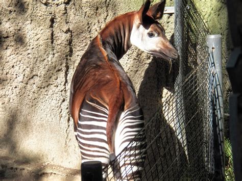 Fun And Amazing Okapis Fun Facts About Okapis