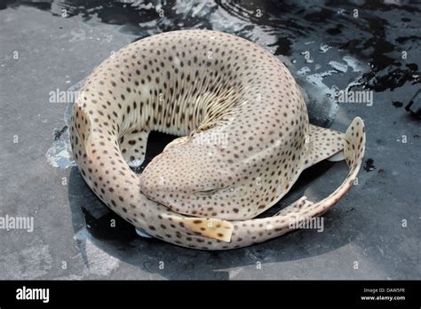 Bull Huss Aka Nursehound Greater Spotted Dogfish Scyliorhinus