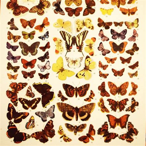 Antique Butterflies Lithograph Funk And Wagnall Vintage Etsy Canada