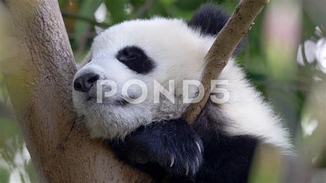 Baby Pandas Sleeping