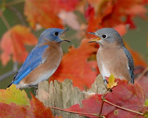 20 Beautiful Pictures Of Bluebirds Birds And Blooms